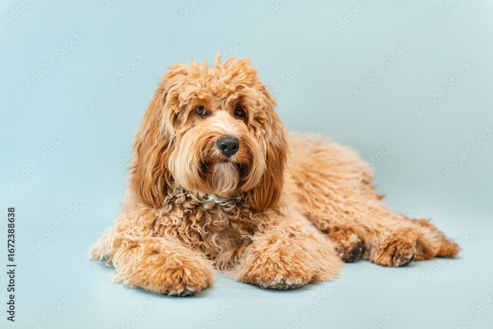 Fototapeta premium Curly brown Labradoodle or poodle or goldendoodle dog on a blue isolated background