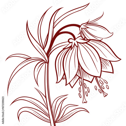 red and white crown imperial red