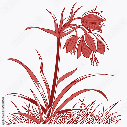 crown imperial red on white background 