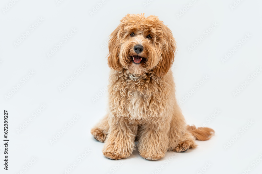 Fototapeta premium Curly brown Labradoodle or poodle or goldendoodle dog on a white isolated background