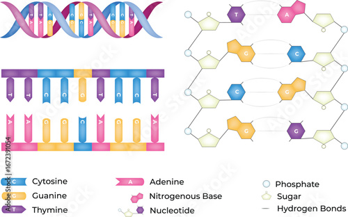 DNA Structure: Double Helix and Nucleotide Components