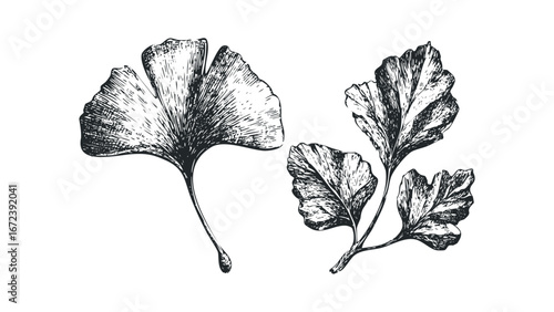 Hand drawn ginkgo leaves and branch on white background. Vector hand drawn illustration