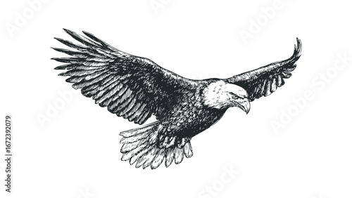 Detailed sketch of a bald eagle with outstretched wings in flight. Vector hand drawn illustration