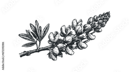 Detailed linocut style drawing of a lupine flower stalk with leaves. Vector hand drawn illustration