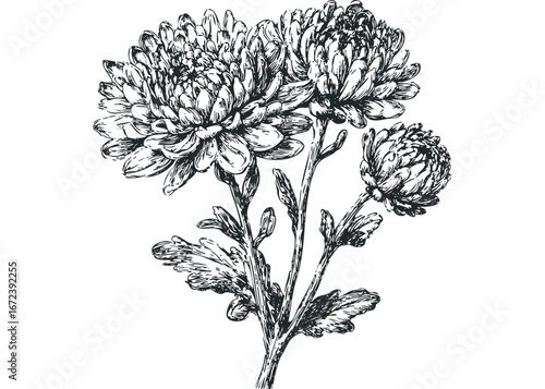 Detailed black and white line art sketch of blooming chrysanthemum flowers on stems. Vector hand drawn illustration