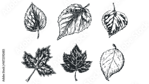 Collection of six diverse etched plant foliage with distinct veining and serrated edges. Vector hand drawn illustration