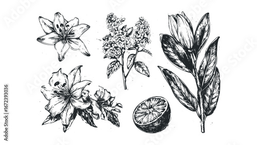 Black and white sketch of assorted botanical elements including lilies, lilac branch, and citrus fruit slice. Vector hand drawn illustration
