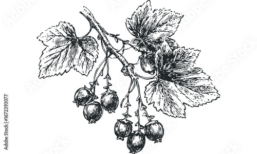Detailed linocut of blackcurrant berries and leaves on a stem. Vector hand drawn illustration