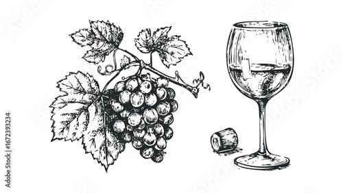 Sketch of Wine Glass and Grapes with Stem. Vector hand drawn illustration