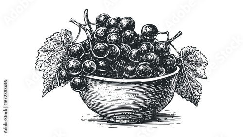Vineyard harvest of dark grapes in a vintage wooden bowl with leaves. Vector hand drawn illustration