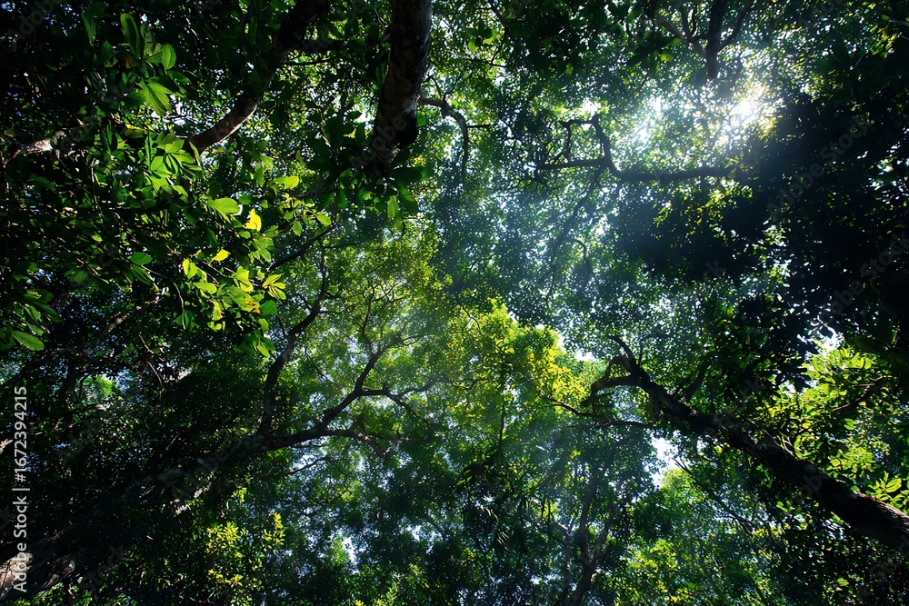 Fototapeta premium sunlit treetops with dense green foliage 