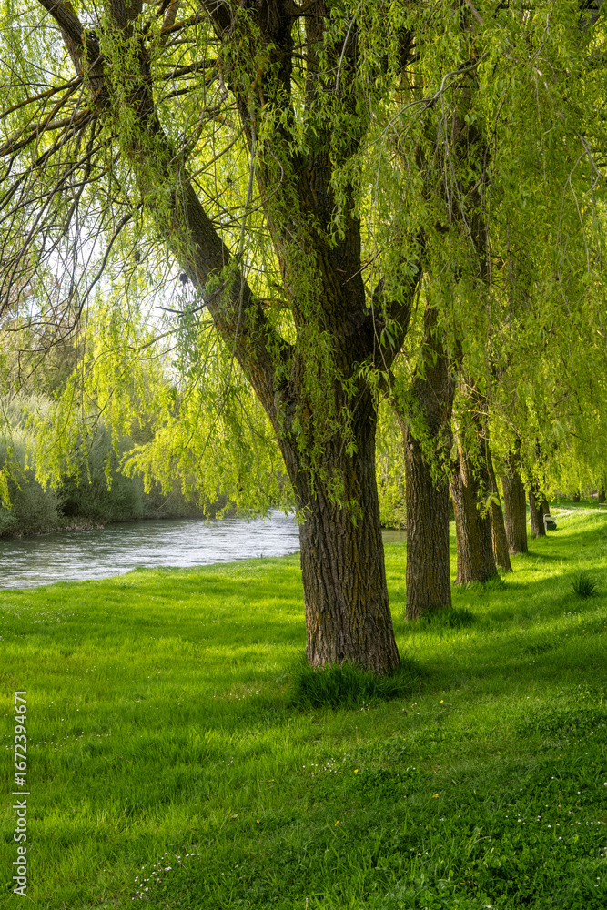 Naklejka premium The Carrion River flowing through willows in Carrion de los Condes