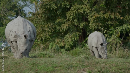 Greater One-horned Rhinoceros (Rhinoceros unicornis) with its cub feeding on the grasslands of Kaziranga National Park, Assam, India. This vulnerable species represents the rich biodiversity.