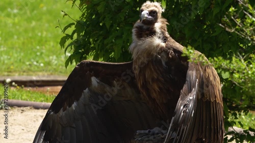 Close up view of a vulture sitting and looking around on. a sunny day