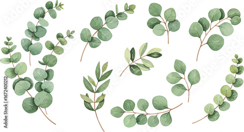 a collection of green eucalyptus leaves on white background