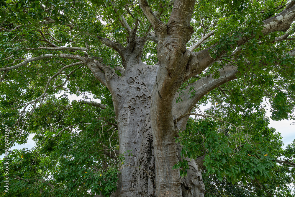 Fototapeta premium A massive baobab tree with its thick trunk and sprawling green canopy, showcasing the ancient and iconic tree of Africa.