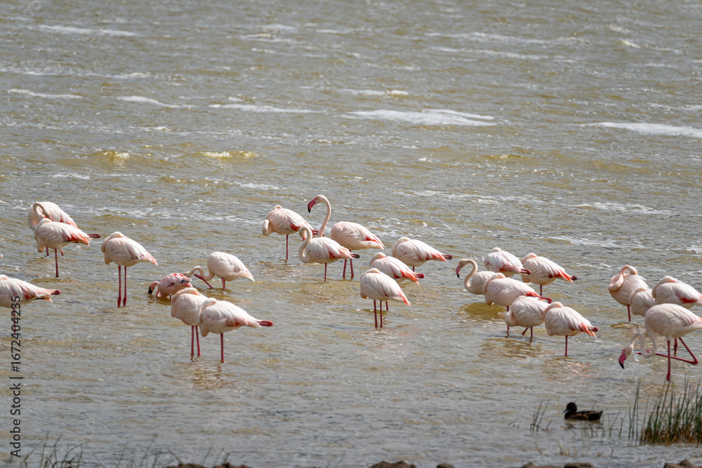 Naklejka premium A flock of flamingos wades in the shallow waters of Ngorongoro Crater, Tanzania, feeding and resting in the alkaline lake.