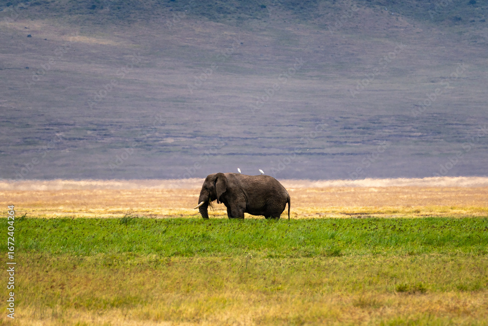 Fototapeta premium An African elephant grazes peacefully on the open grasslands of Ngorongoro Crater, accompanied by white cattle egrets perched on its back.