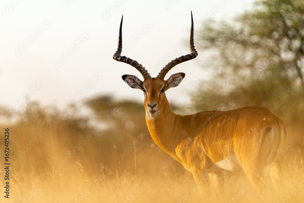 Naklejka premium A male impala stands alert in the golden grasslands of Ndutu in the Serengeti, Tanzania, its long curved horns catching the sunset light.