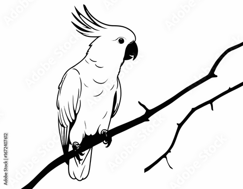 Cockatoo bird Silhouette digital Art, Intricate Powerful and Ready for Print or Web, Sharp Details. Strong Identity. Timeless Design
