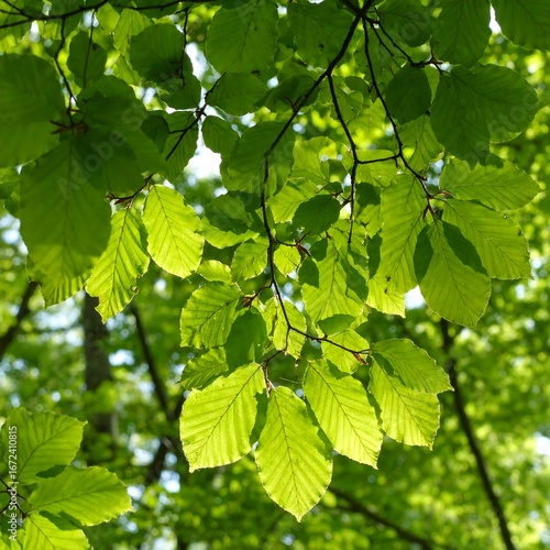 Lush green leaves in sunlight