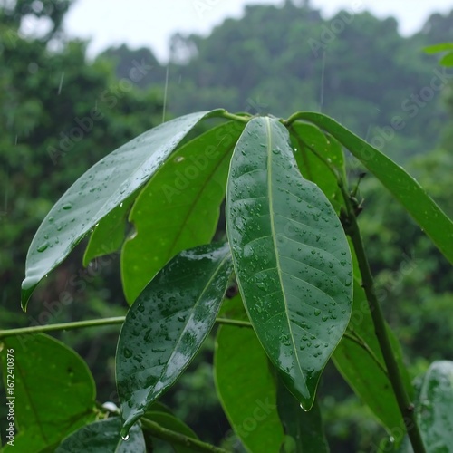Lush green leaves in the rain