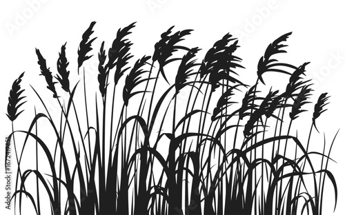 Black silhouette vector illustration of prairie grass with tall blades and feathery plumes. Wild meadow grass perfect for nature design, landscape, or rural background themes.