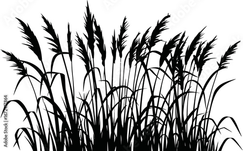 Black silhouette vector illustration of prairie grass with tall blades and feathery plumes. Wild meadow grass perfect for nature design, landscape, or rural background themes.