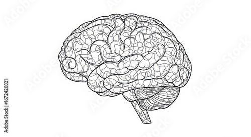 Detailed sketch of human brain highlighting intricate neural pathways and anatomical structures conveying cognitive function and medical science