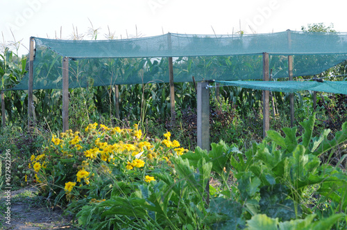 Wallpaper Mural Growing vegetables in a vegetable garden with yellow flowers in the foreground. Close-up photo. Torontodigital.ca