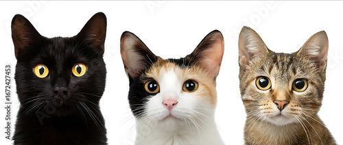3 cats one black cat with yellow eyes white background one calico cat with brown and creamcolored short hair and long ears female portrait photo studio shot h