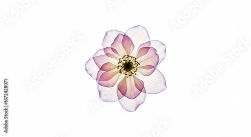 Zarte Blume leuchtet sanft weissrosa minimalistisch elegant Lichtdurchflutet. AI Generated