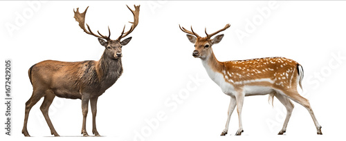 Photograph of a red deer and a fallow deer standing side by side isolated on a white background with a clipping path a fullbody shot taken at a wide angle.jpg