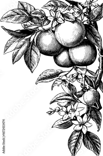Highly detailed vintage engraving of citrus branch with leaves and flowers for design use