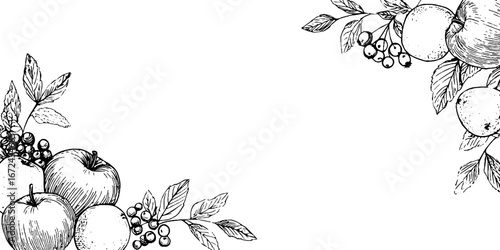 Black and white vintage engraving of apples and berries for design and decoration