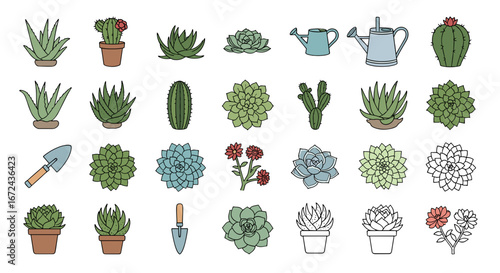 Collection of various succulents and gardening tools drawing