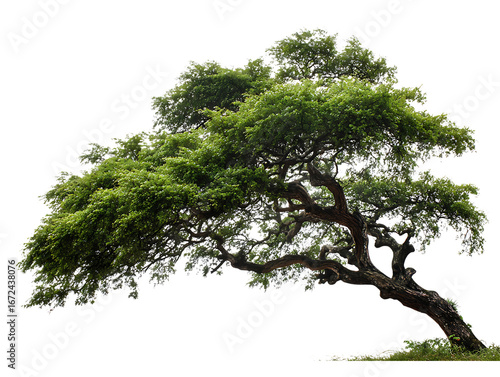 Bent tree artistic perspective white
