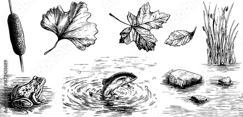 Autumn river life: hand-drawn sketch set of leaves, frog, fish & aquatic plants