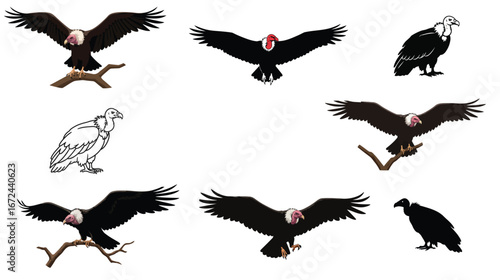 Vulture imagery set against a clean backdrop, conveying diverse avian poses