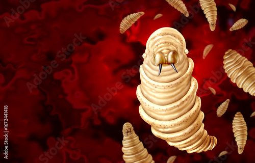 Screwworm Parasite outbreat  concept or epidemic as flesh-eating larvae Infectious disease and public health issue  as a vetirinary medicine concept or agricultural pest causing ulcerated lesions.