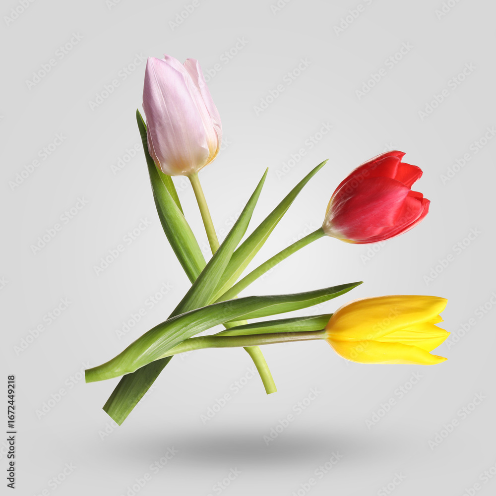 Fototapeta premium Aromatic tulip flowers in air on grey background