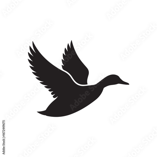 Silhouette of a mallard duck in mid-flight majestic wings spread showing graceful aerial movement vector