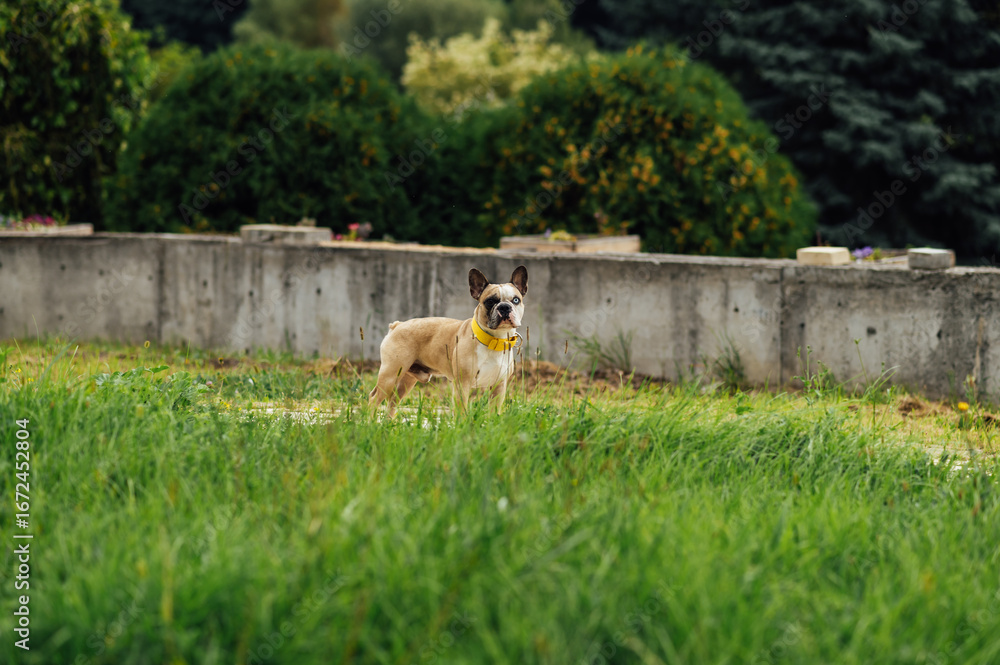 Obraz premium Adorable French Bulldog with Different Colored Eyes Playing Outdoor