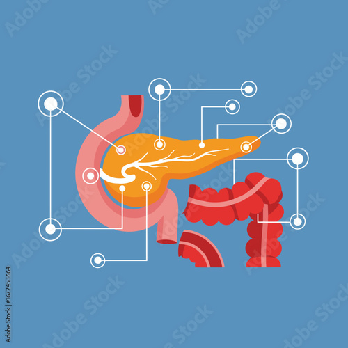 Understanding the anatomy and physiology of the pancreas and its crucial role in digestion and metabolism