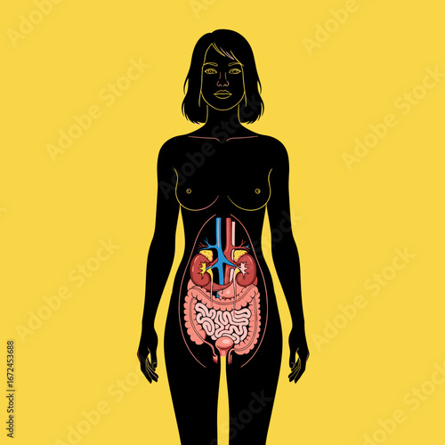 Illustration of the female urinary system and reproductive organs depicting the kidneys ureters bladder and urethra alongside digestive system components