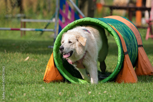 White dog running through a tunnel at an agility competition