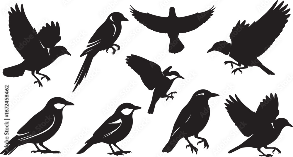 Fototapeta premium Collection of various bird silhouettes