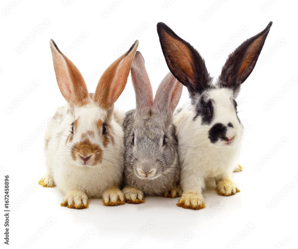 Fototapeta premium Three little rabbits.