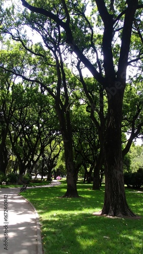 Lush park pathway under trees