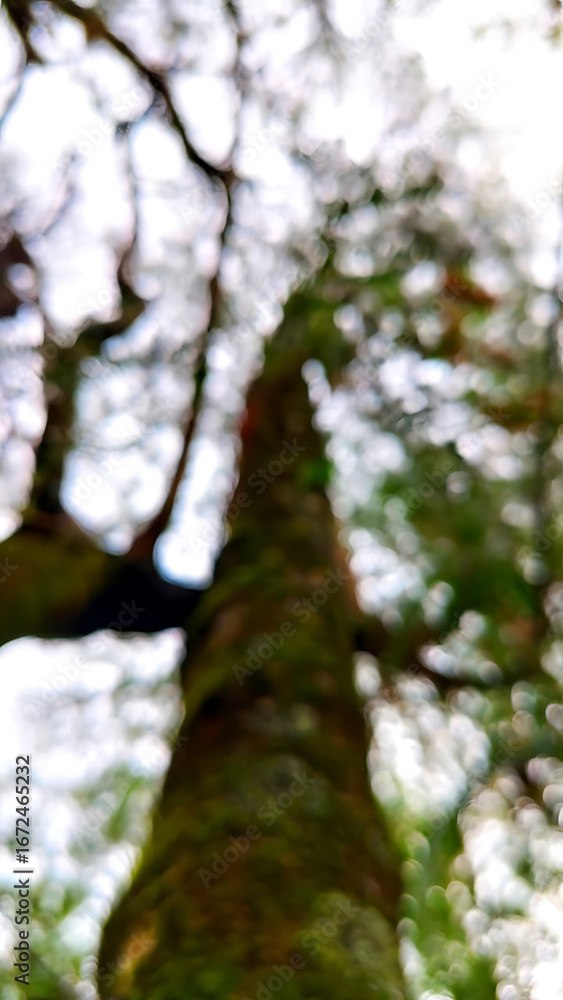 Obraz premium Looking up at a tall tree trunk with blurred green foliage and branches against the sky.